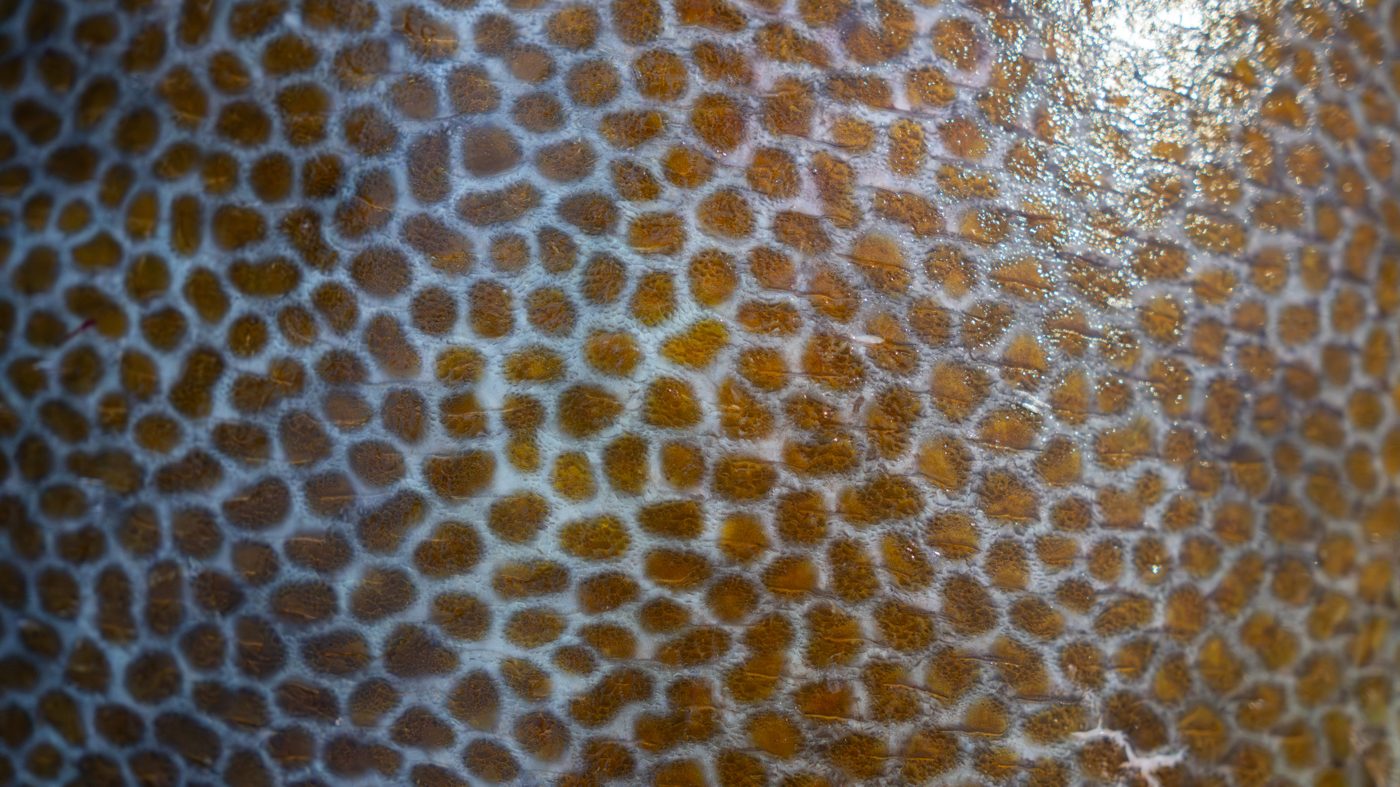 Grouper, Up Close fine art print by Kaleb Trenkle, Naples FL